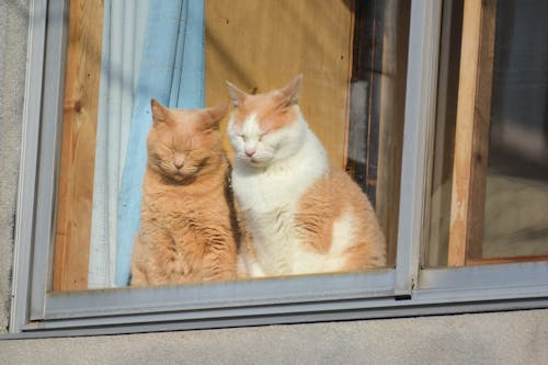 Fotos de stock gratuitas de felino, fotografía de animales, gatos