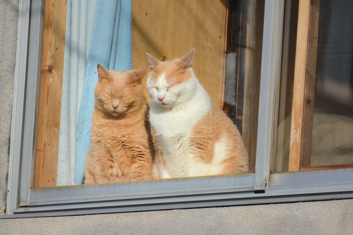 Free Cats Sitting by the Window Stock Photo