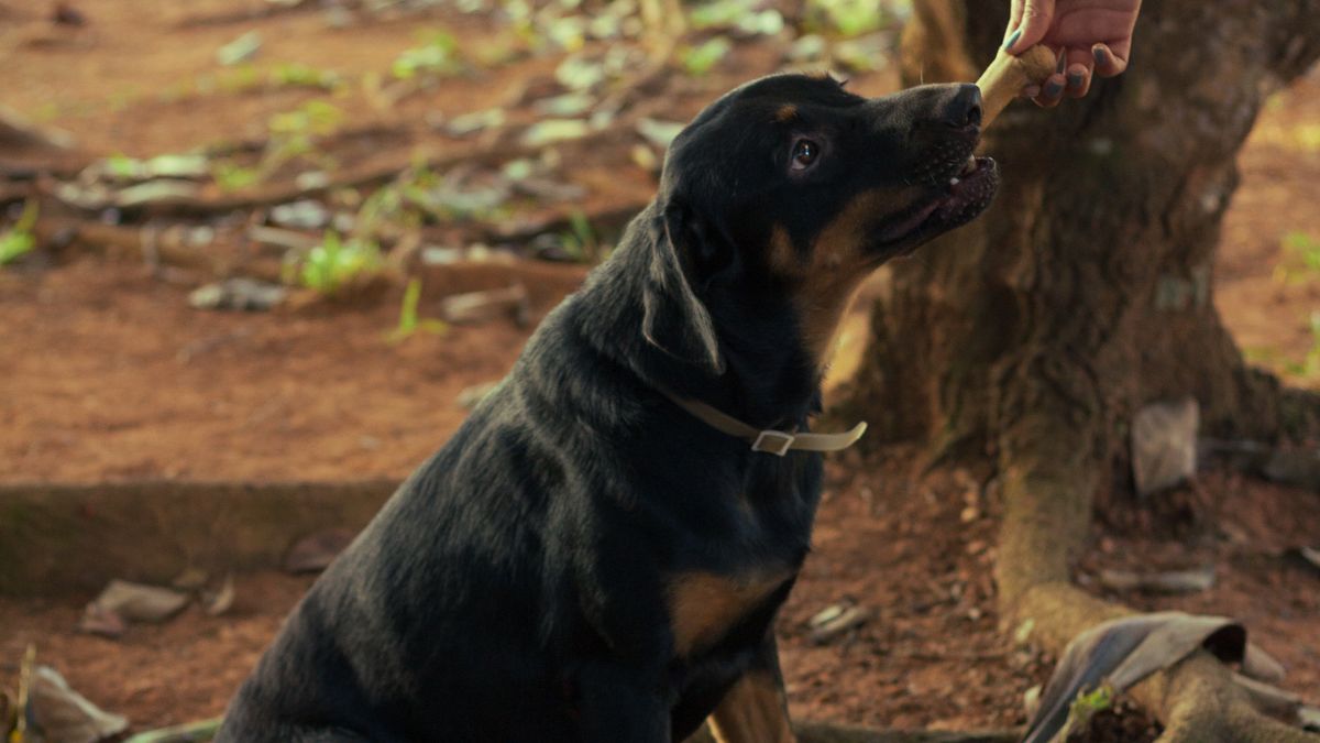 Schwarzer Hund bekommt bei einem ruhigen Training im Freien eine Futterbelohnung