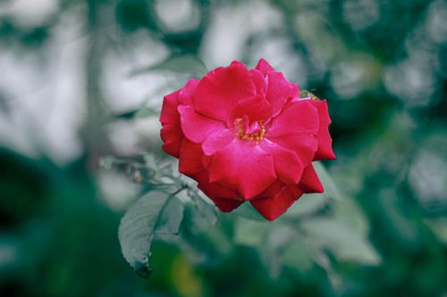 Free A detailed close-up of a vibrant pink rose in full bloom, showcasing delicate petals and vibrant color against a blurred green background. Stock Photo