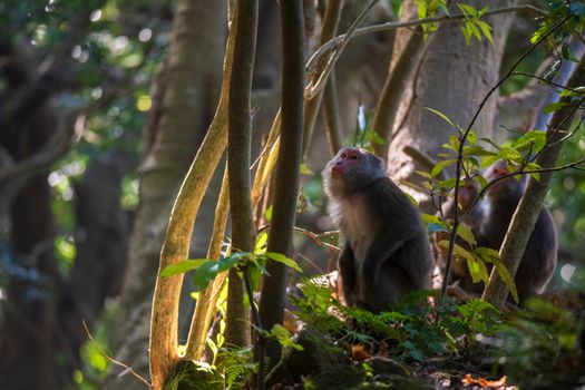 Monkey looking up