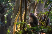 Dutch Sleep Method: A Natural Reset for Our Circadian Rhythms