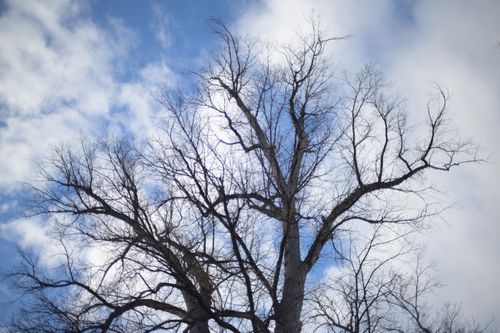 Free Low angle of tall tree with curly leafless branches against cloudy blue sky Stock Photo