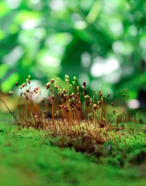 Free Detailed macro shot capturing vibrant moss sprouts in Kozhikode, India forest. Stock Photo