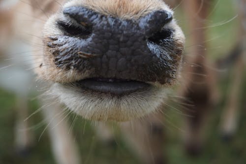 Free stock photo of animal nose, close-up, deer nose Stock Photo