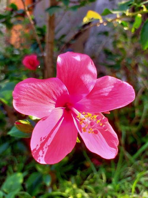 Free stock photo of beautiful flower, flower, flower garden Stock Photo
