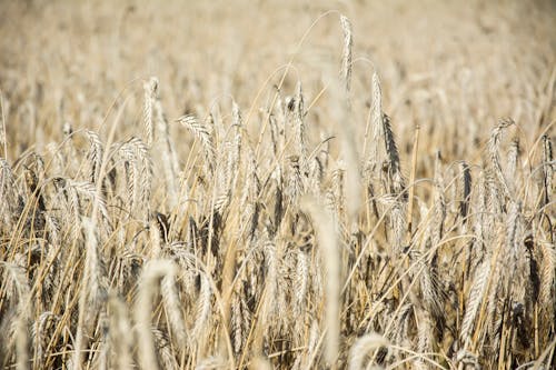 
A Close-Up Shot of  Brown Wheat