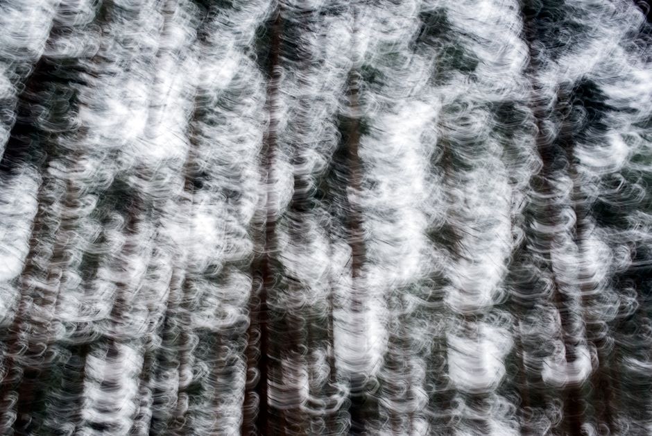 Artistic abstract blur of trees creating a swirling motion effect in a forest setting.
