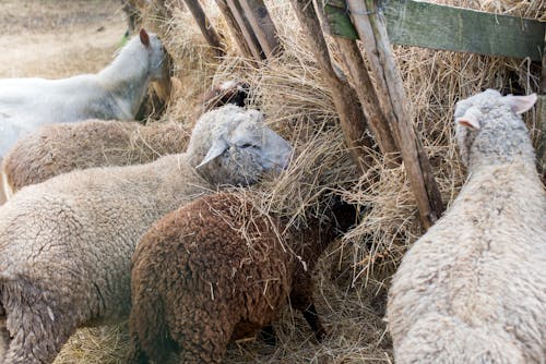 Group of Sheeps eating Hays