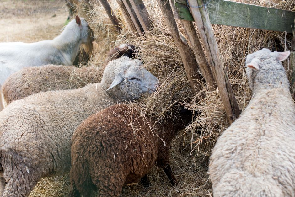 A group of sheep munching on hay in a rural pasture, showcasing farm life and livestock grazing.