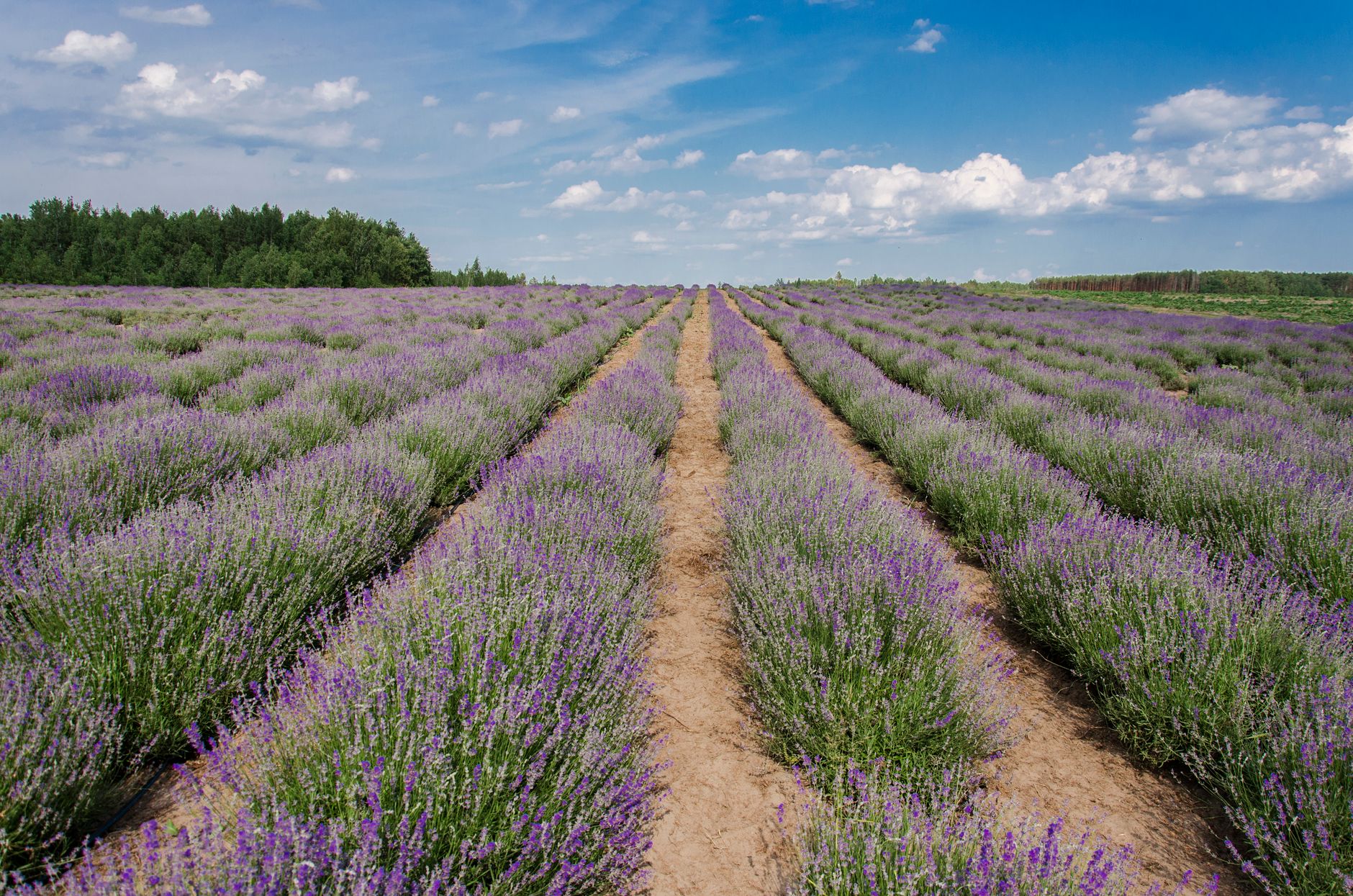 Expansive lavender field in bloom under a bright blue sky with scattered clouds.. expansive, lavender, field