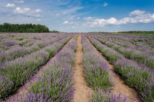 Expansive lavender field in bloom under a bright blue sky with scattered clouds.. expansive, lavender, field