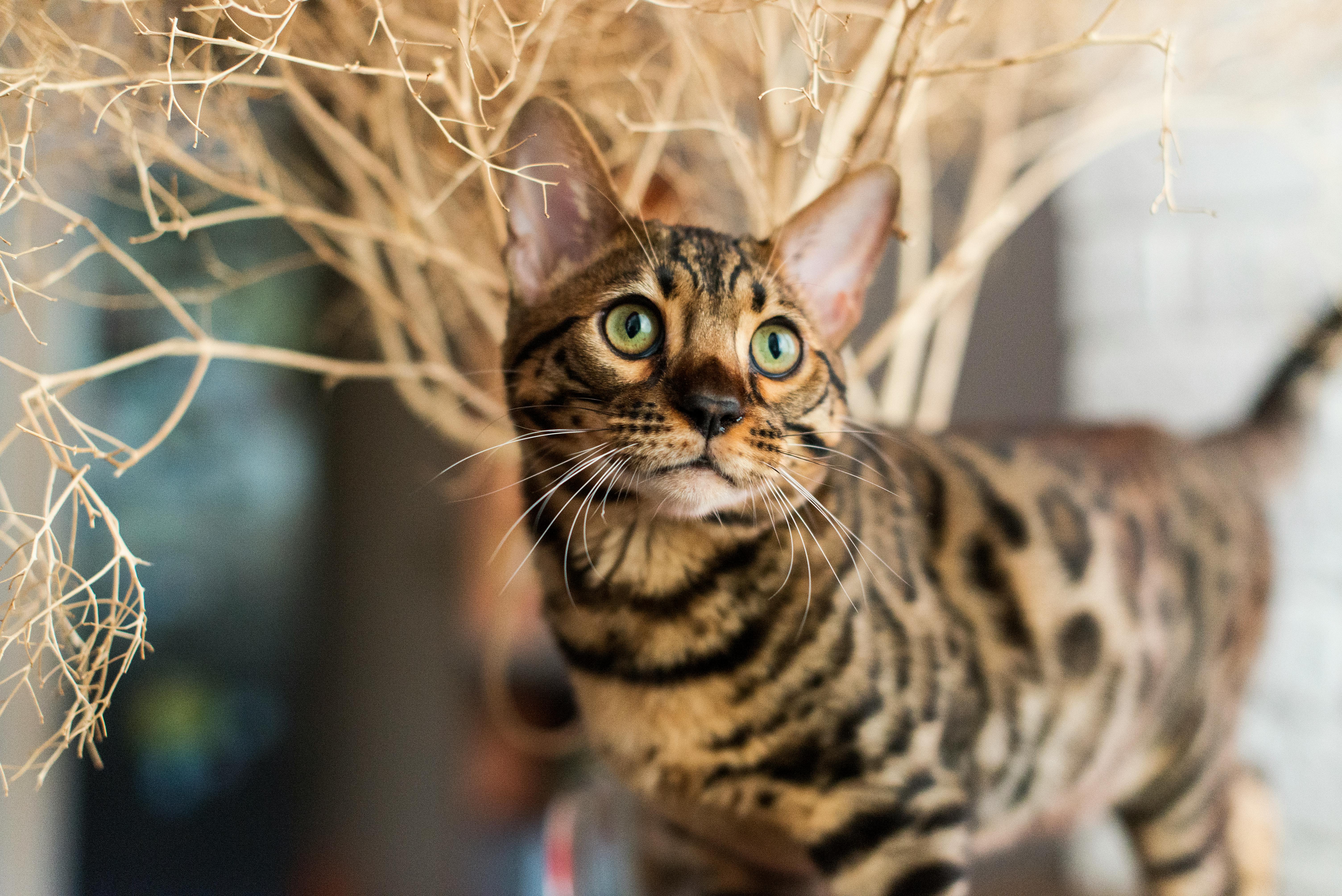 A Bengal cat with striking patterns and green eyes looks curiously through dried branches.