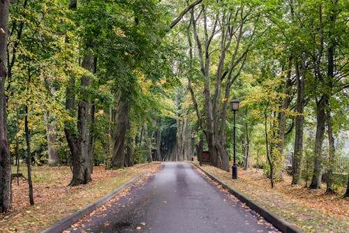 Imagine de stoc gratuită din arbori, caldarâm, drum