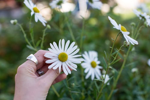 Imagine de stoc gratuită din creștere, delicat, floare albă