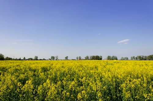 Free Beautiful field of blooming rapeseed under a bright blue sky, showcasing nature's vibrant colors. Stock Photo