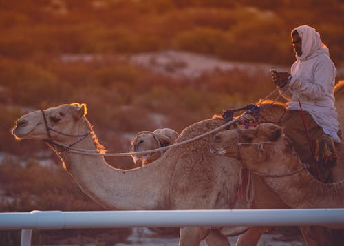 Free stock photo of animal, arab, arabian camel