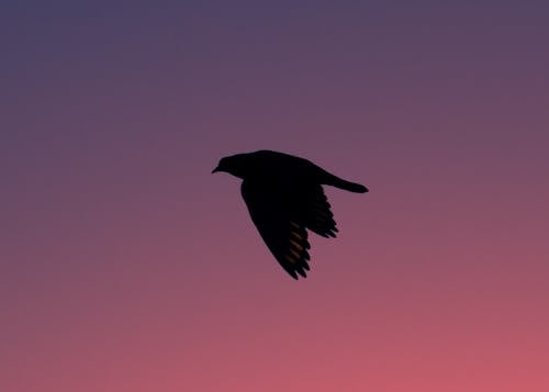 Silhouette of a Flying Bird