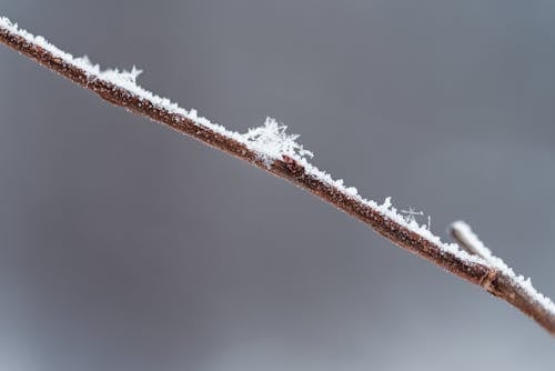 A Close-Up Shot of Snow on a Twig