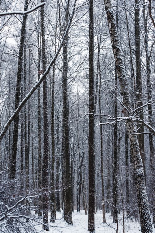 Free A serene snow-covered forest with tall trees in winter, showcasing nature's beauty. Stock Photo