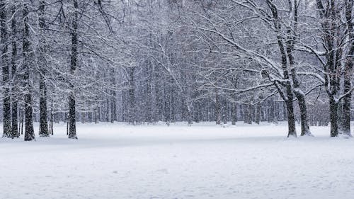 Gratis arkivbilde med bladløse trær, skog, snø