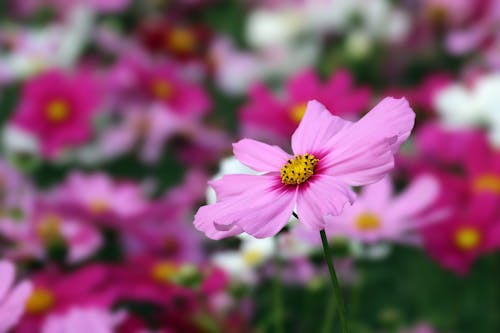 Foto stok gratis berkembang, bidikan close-up, bunga merah jambu