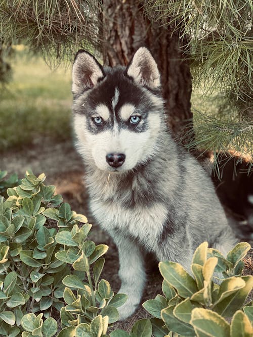 A Siberian Husky Puppy Surrounded by Plants 