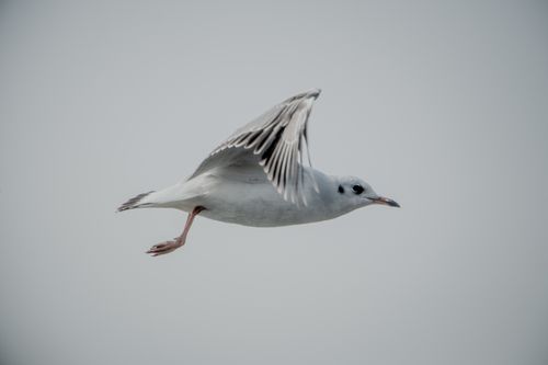 Free Close-up of a black-headed gull in mid-flight against a clear sky background. Stock Photo