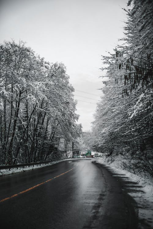 A Road Lined with Snow Covered Trees