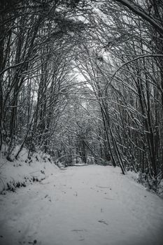 A serene winter scene of a snow-covered path in a leafless forest near Istanbul.