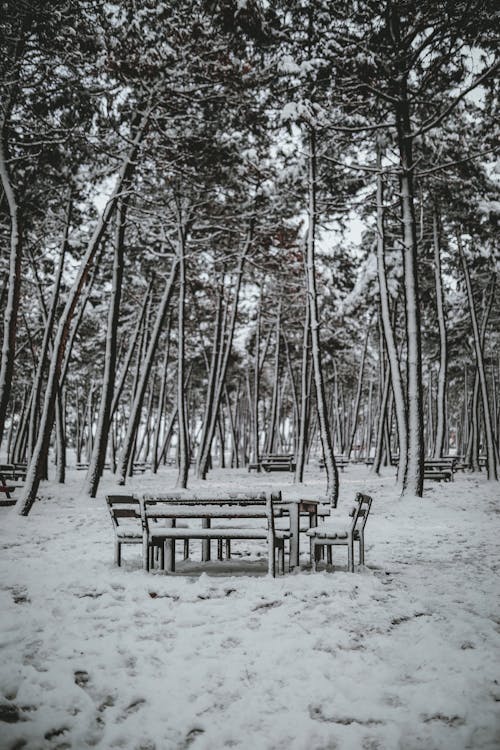Безкоштовне стокове фото на тему «вертикальні постріл, відтінки сірого, голих дерев»