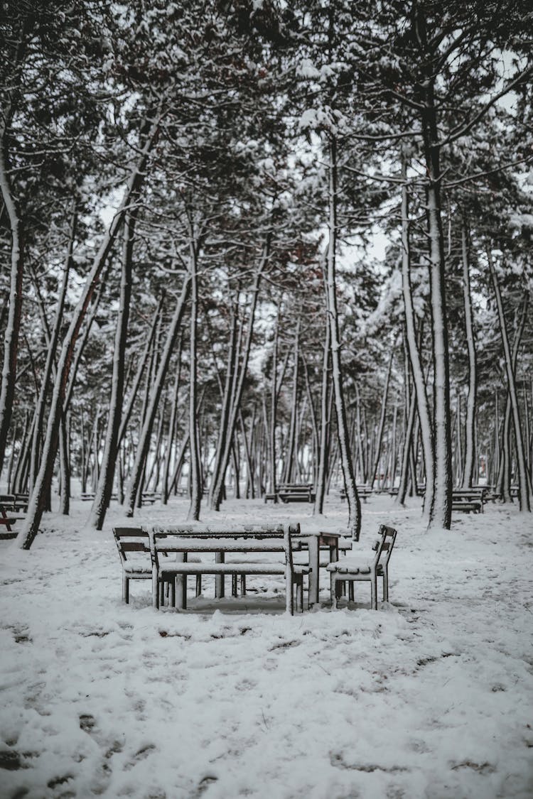 Snow Covered Picnic Tables