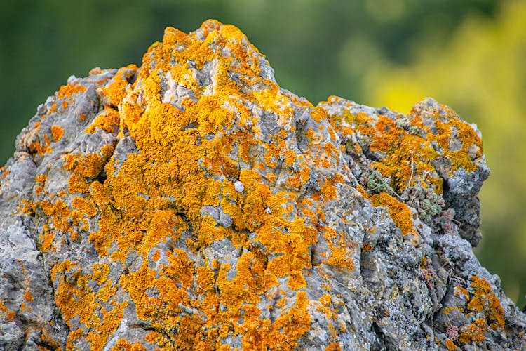 A Rock Covered With Sunburst Lichen