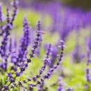 特写镜头捕捉了熏衣草田与蜜蜂，展现出鲜艳的色彩和大自然的美丽