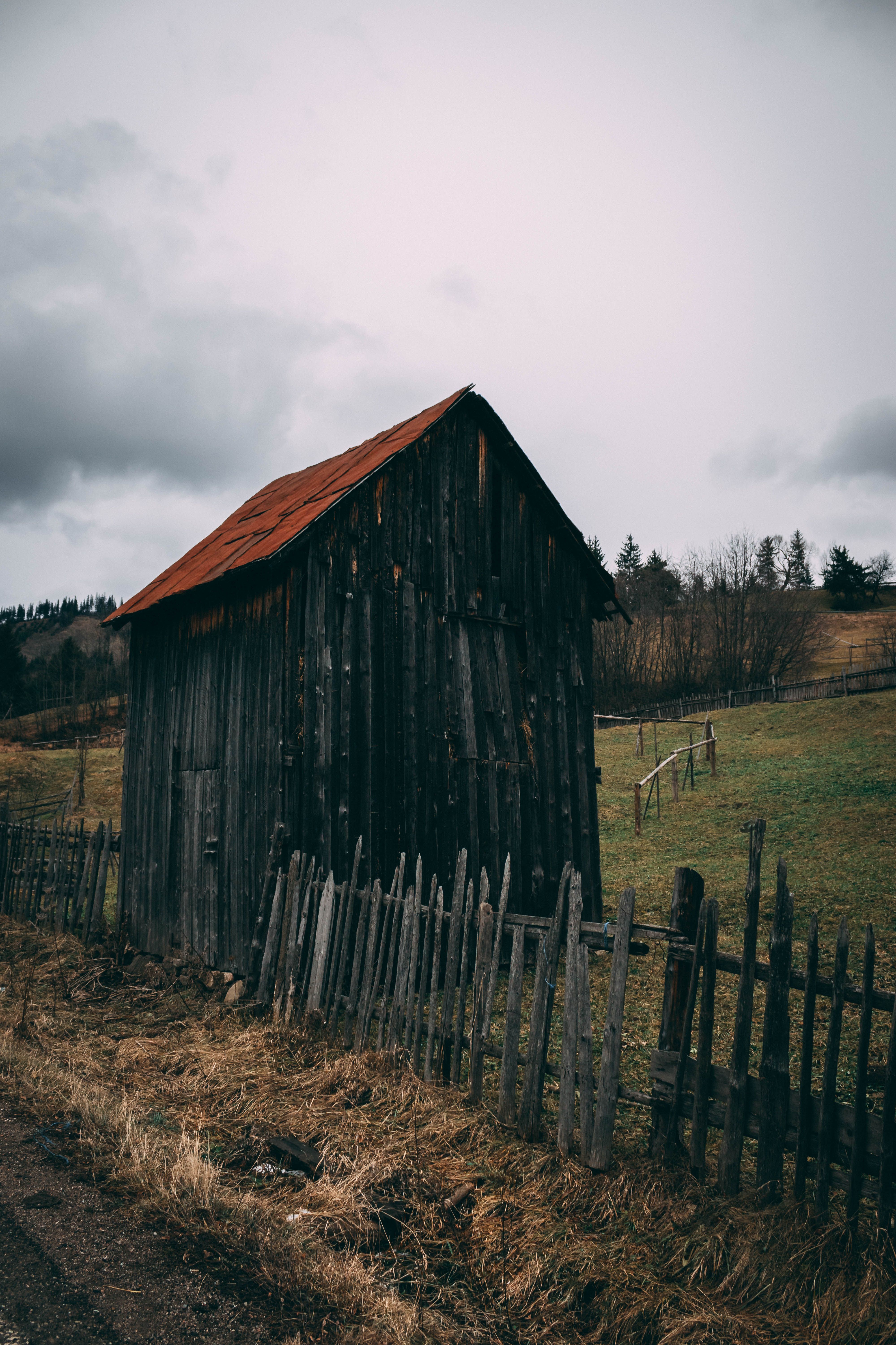 A Tree Beyond the Wooden Fence · Free Stock Photo