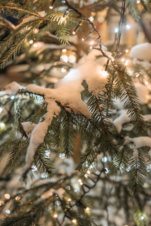 Ingyenes stockfotó függőleges lövés, hó, karácsonyfa témában