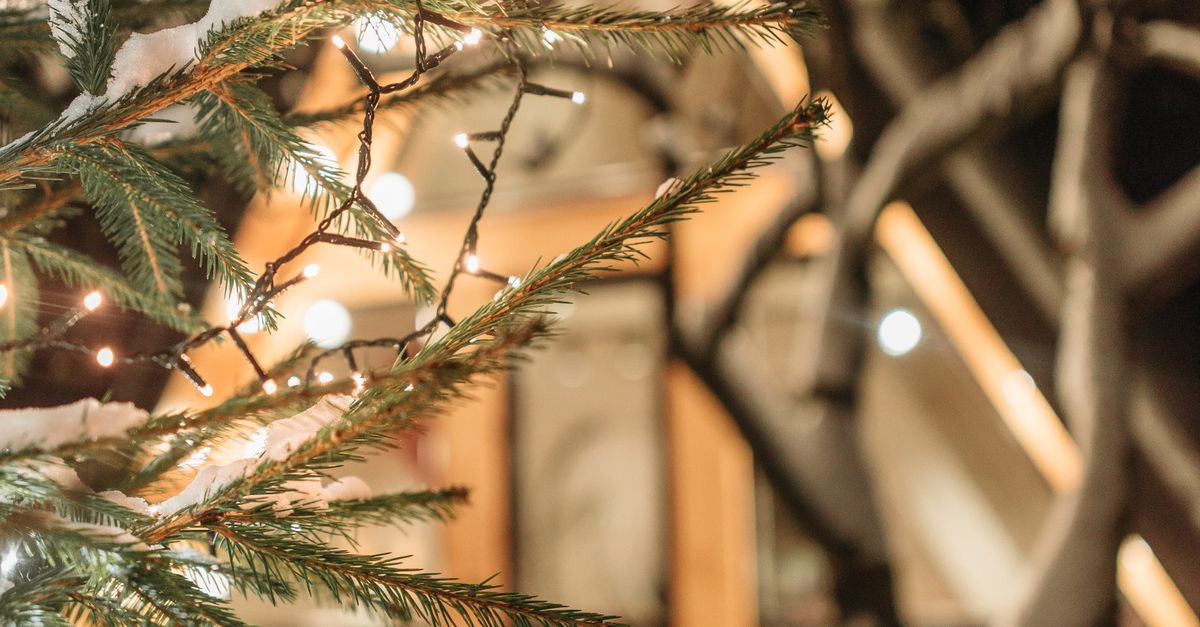 5 Simple Ways to Help Shelter Dogs During the Holidays (Without Adopting)