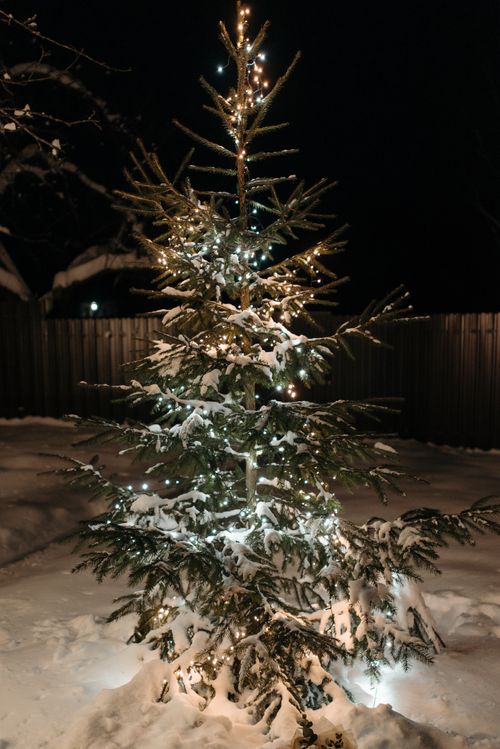 Free A beautifully lit Christmas tree covered in snow, set against a wintery backyard with a wooden fence. Stock Photo