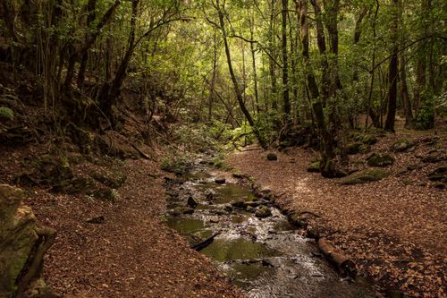 Free Peaceful forest stream flowing through lush woods in La Gomera, Spain. Stock Photo