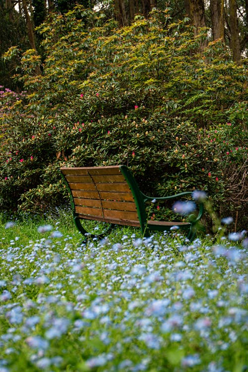 Foto profissional grátis de assento, banco de madeira, flores azuis