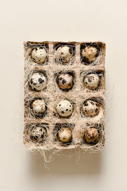 Free Quail Eggs Arranged in an Egg Tray Stock Photo