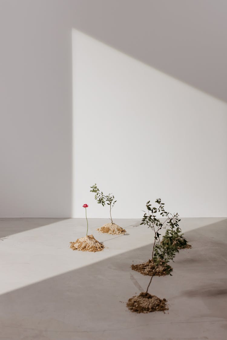 Green Plant On White Table