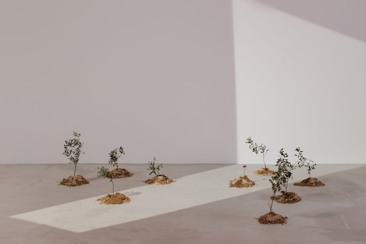 Green Plant On White Table