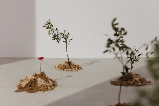 Three young seedlings planted on dirt mounds under natural light, showcasing growth and nature themes.