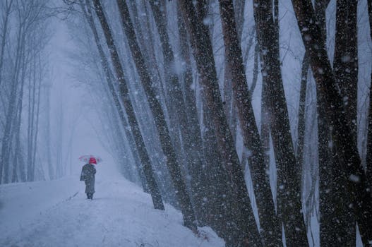 A person walks through a snow-covered forest under an umbrella during a snowstorm.