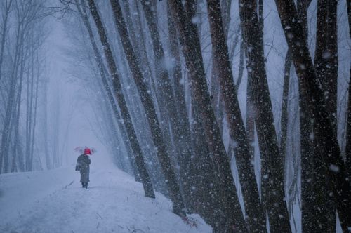 Free A person walks through a snow-covered forest under an umbrella during a snowstorm. Stock Photo