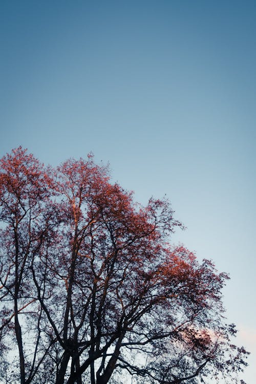 Gratis stockfoto met bladeren, bomen, herfst