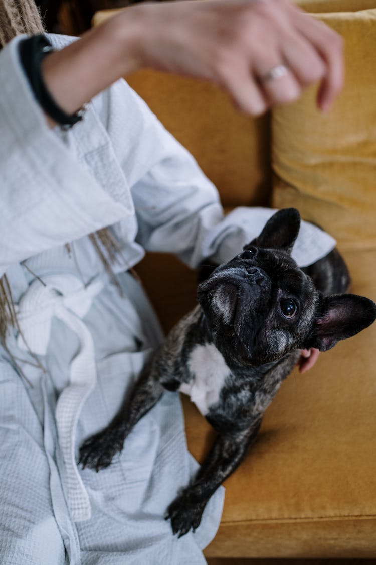 A Person Training A French Bulldog