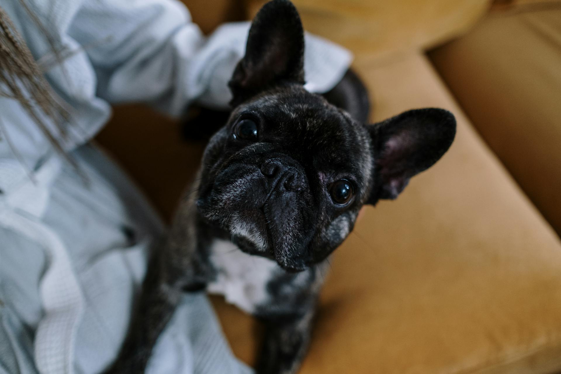 Un beau bouledogue français qui regarde vers le haut