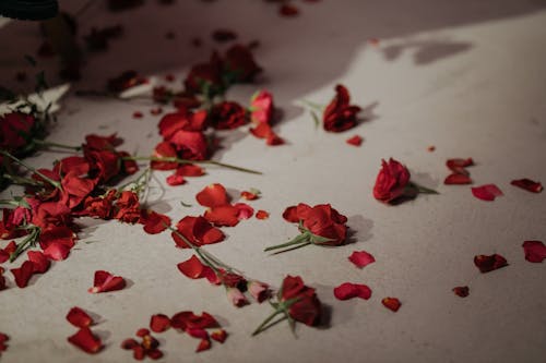 Free Petals Of Red Roses On White Bed Linen Stock Photo